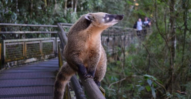 Coatí en uno de los senderos, te los cruzarás a menudo por el parque