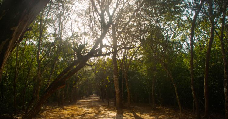 Paseo por la selva