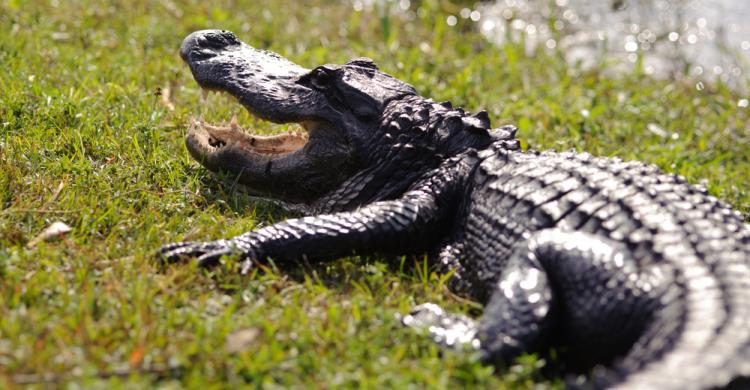 Visita al Parque de los Everglades