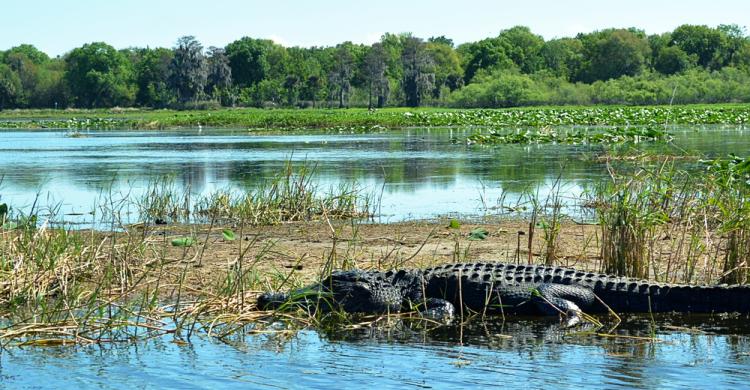 Reserva de cocodrilos en Everglades