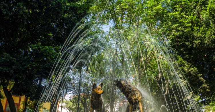 Fuente de los coyotes, Coyoacán