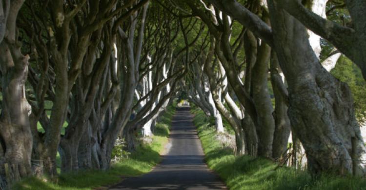 Camino de Dark Hedges