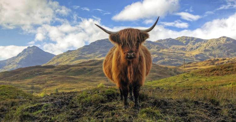 Vaca de las tierras altas, una raza autóctona de las Highlands