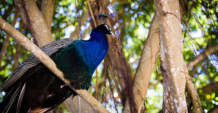 Aves del Parque Nacional