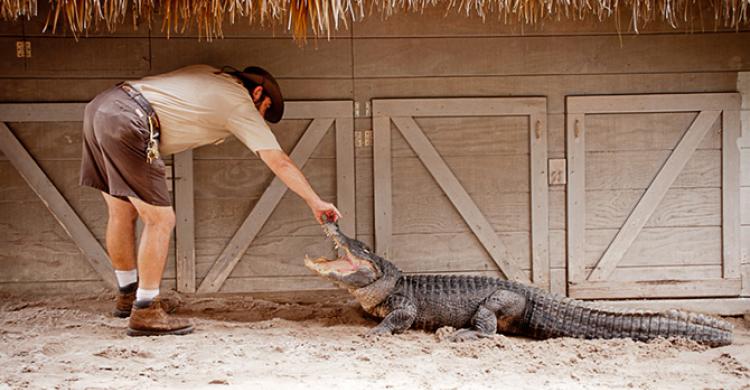 Espectáculo de animales salvajes en Everglades