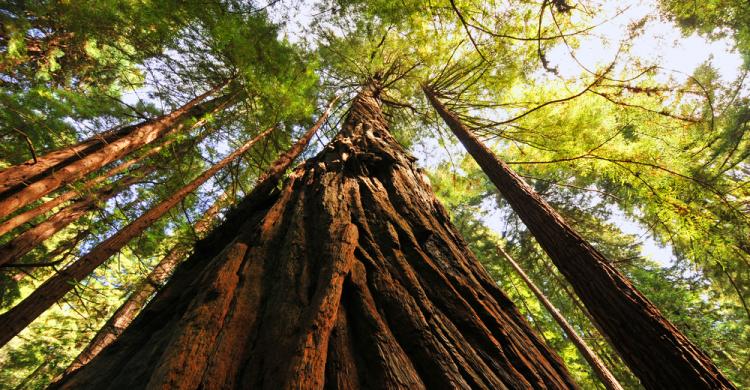 Parque Bosques de Muir (Muirwoods)