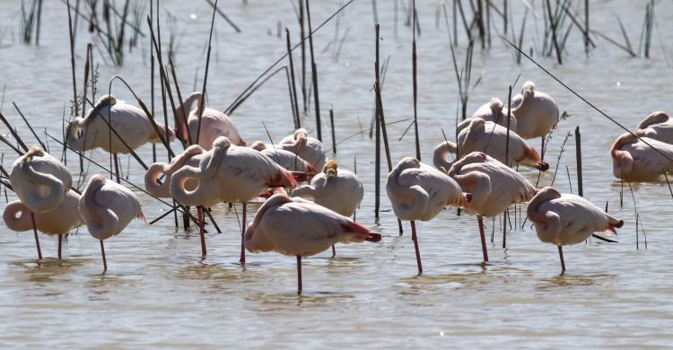 Flamencos en el Parque de Doñana