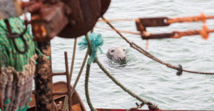 Focas de Howth cerca a un barco pesquero