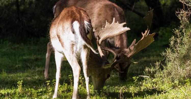 Gamos en el Parque Nacional de Doñana