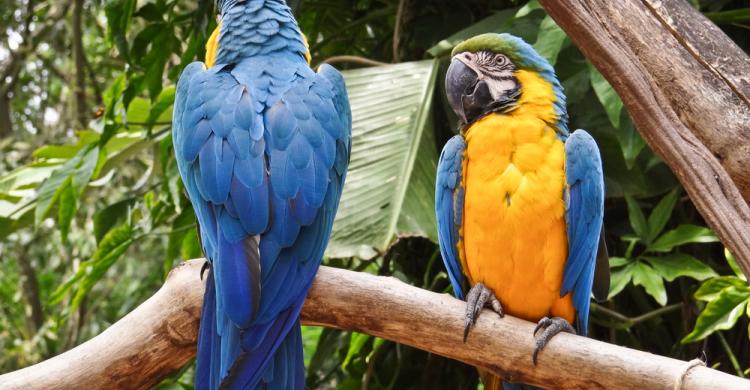 Guacamayos en las Cataratas del Iguazú