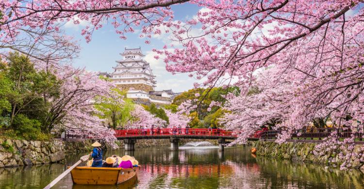 Himeji en la temporada de cerezos florecidos