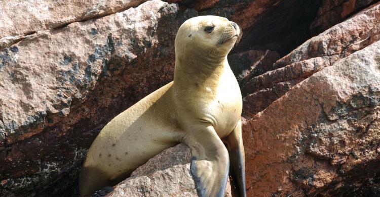 Lobo marino en Islas Palomino