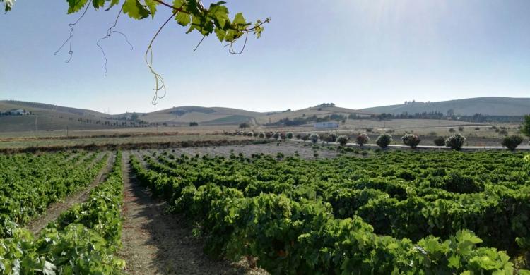 Viñedos Jerez de la Frontera