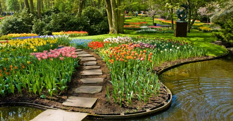 Más de 7 millones de bulbos de tulipán florecen al año