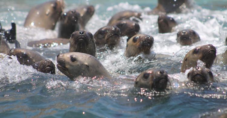 Grupo de lobos marinos nadando