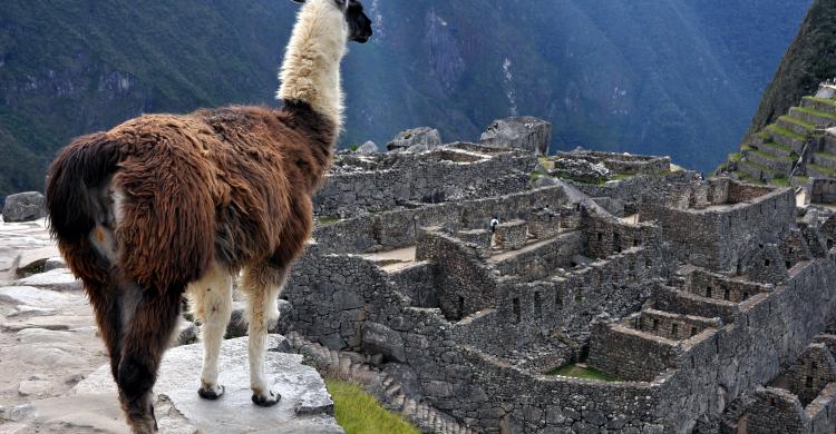 Llamas del Machu Picchu