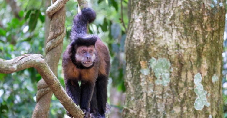 Mono Cai Parque Iguazú