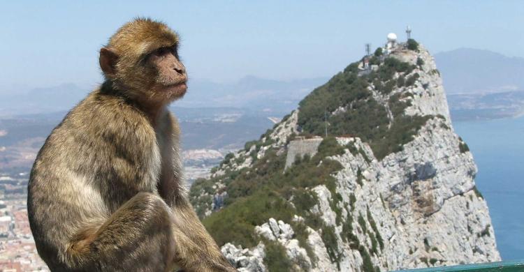 Monos de Gibraltar