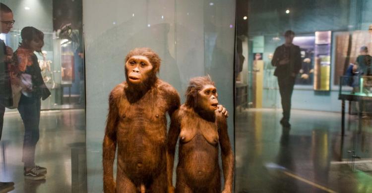 Vitrina de exposición en el Museo de Historia Natural