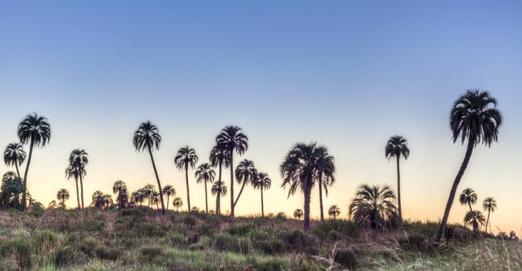 palmar parque nacional