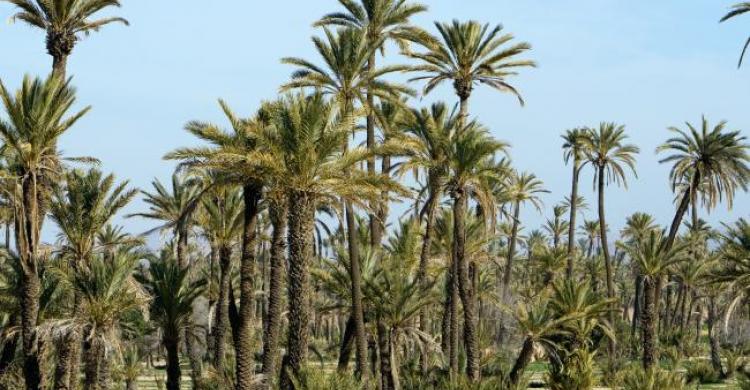 Palmeral de Marrakech