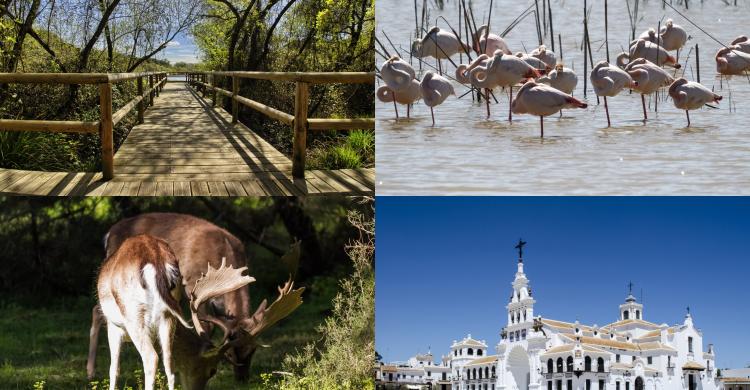 Excursión al Parque de Doñana y El Rocío