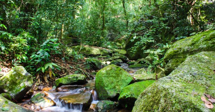 Cascada en el Parque da Tijuca