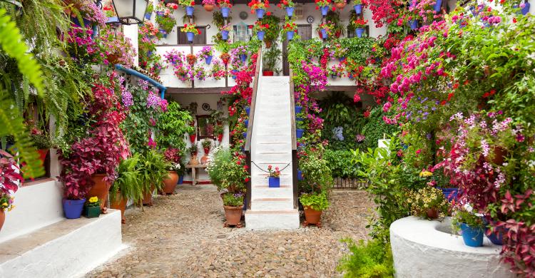 Colores de los Patios Cordobeses