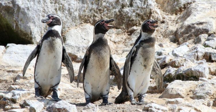 Pingüinos de Humbold en las islas del Callao