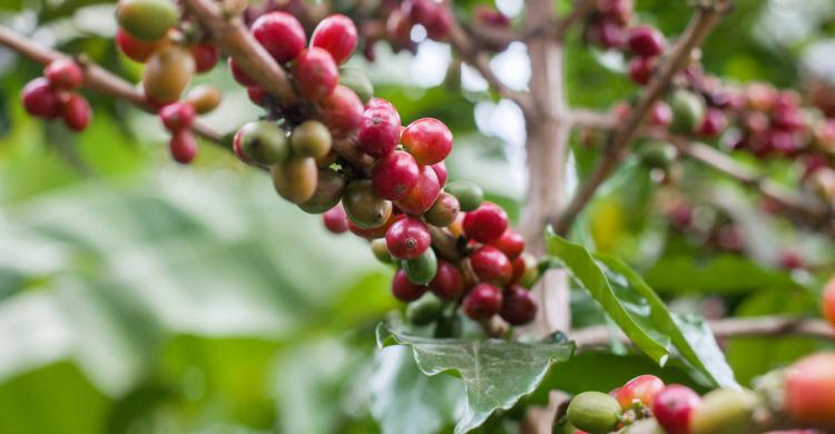 Plantación de café