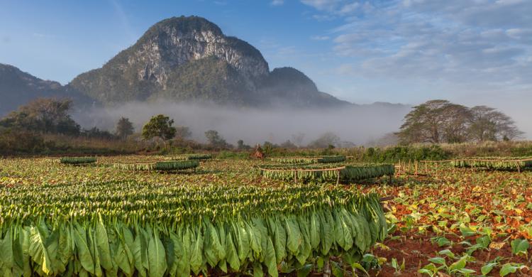 Plantación de tabaco