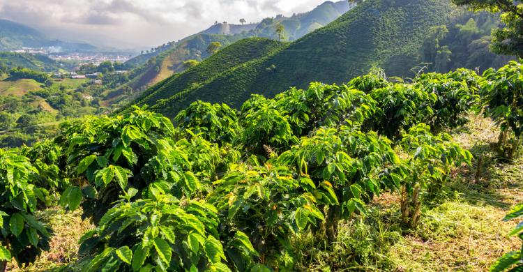 Plantaciones de café en Antioquia
