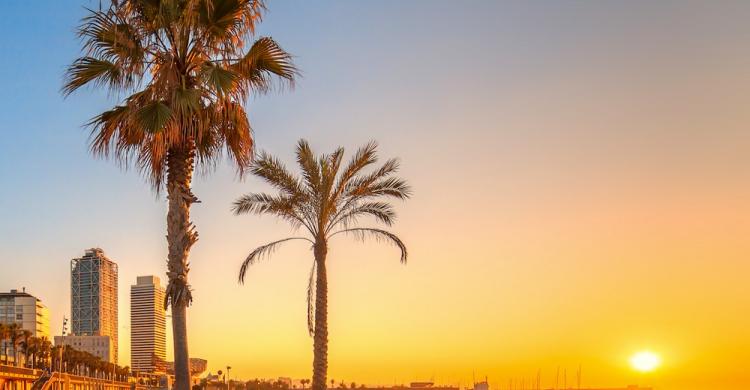 Playa Barceloneta