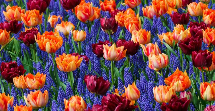 Jacintos y tulipanes, típicos del parque de Aiete