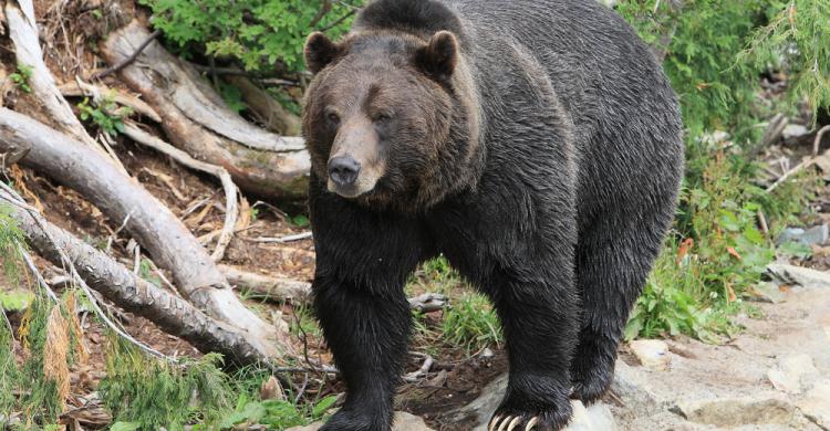 Santuario de osos grizzlies