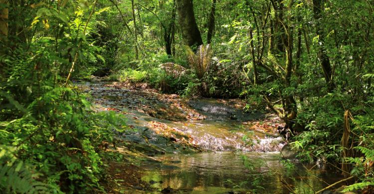 Paisajes de la Selva Misionera y su flora característica