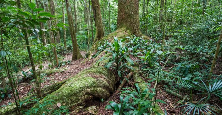 Selva en el Parque Nacional da Tijuca