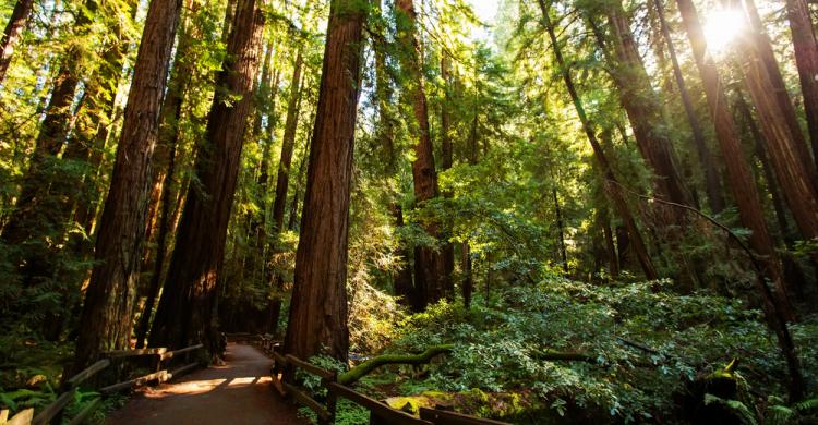 Excursión a Muirwoods, San Francisco