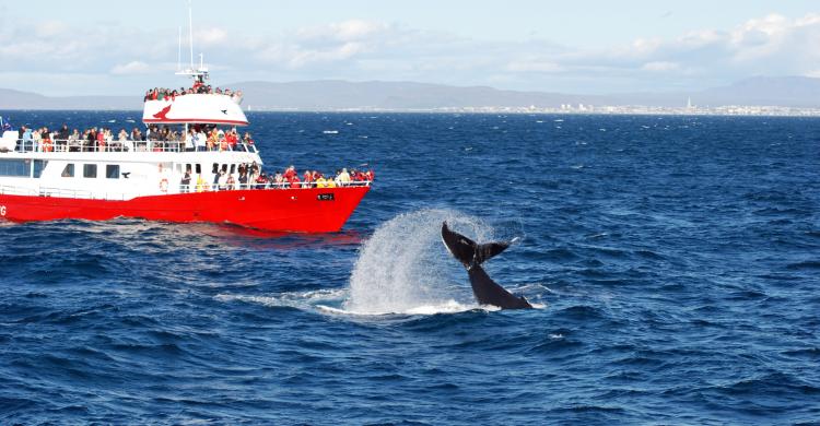 Tour de avistamiento de ballenas