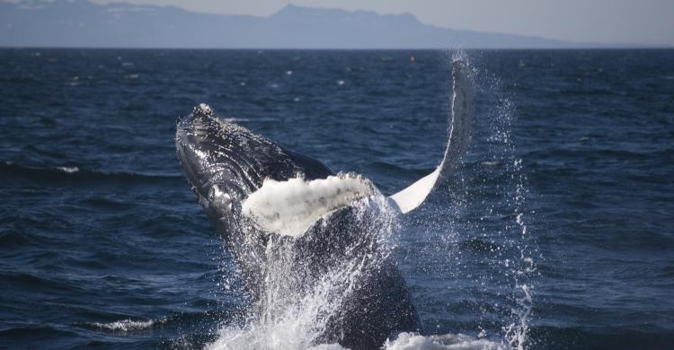 Ballena interactuando con el barco