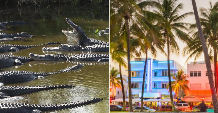 City tour por Miami y Excursión a los Everglades en un día