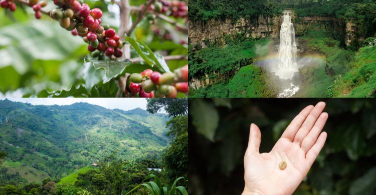 Tour a una finca cafetera desde Bogotá