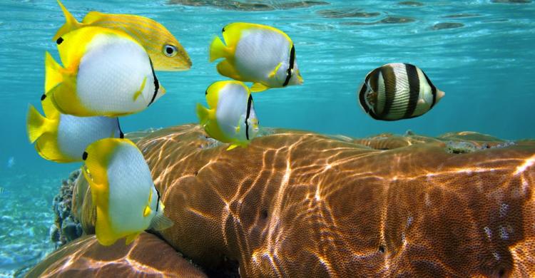 El paraíso del snorkel ¡no te lo pierdas!