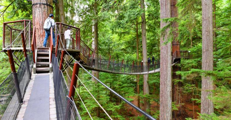 Tree Tops en Capilano