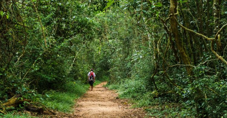 Trekking por la selva