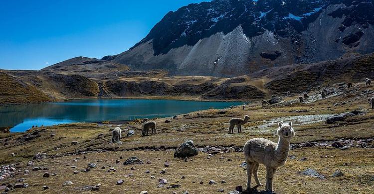 Llamas en su hábitat natural