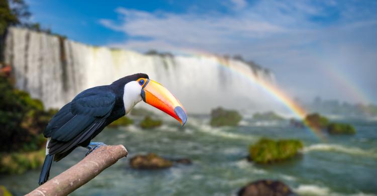 Una de las cinco especies de tucanes que habitan dentro del Parque