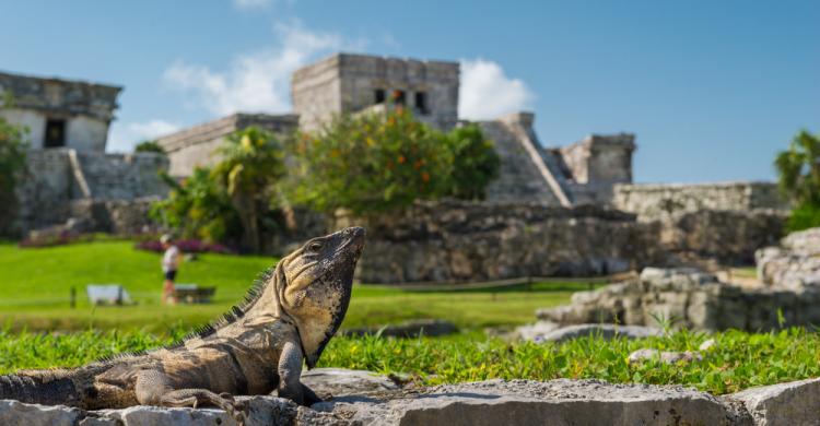 Fauna de Tulum