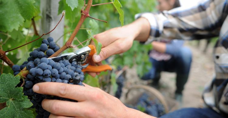 Uvas con las que se hace el vino Saint Emilion