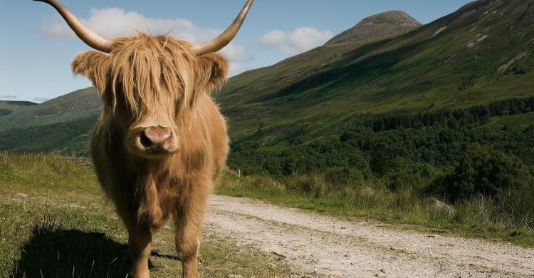 Vaca de Escocia o "hairy coo"